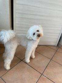 Barboncino disponibile per monta