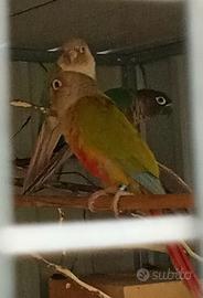 3 pyrrhura in blocco