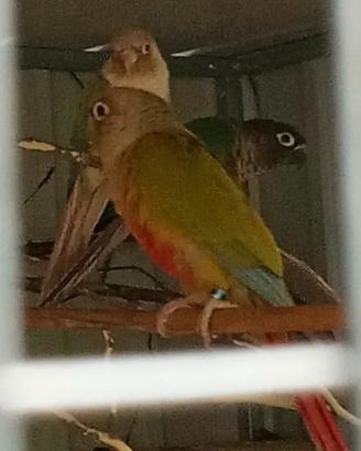 3 pyrrhura in blocco