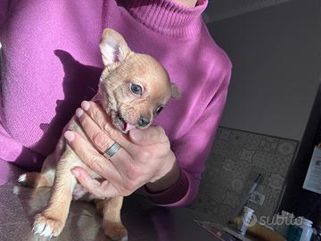 Chihuahua a pelo corto maschio