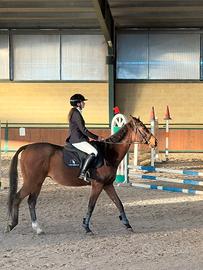 Cavallo inglese Purosangue