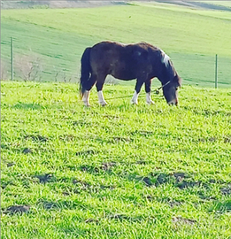 Cavalla femmina - Animali In vendita a Potenza