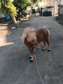 Pony Pony 