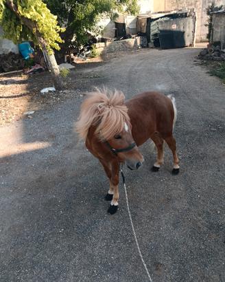 Pony Pony 