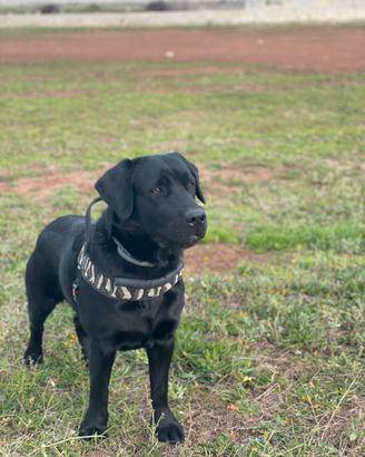 Labrador