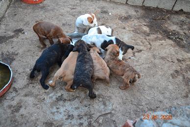 4 cuccioli di segugio maremmano