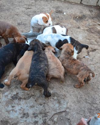 4 cuccioli di segugio maremmano