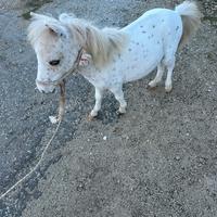 Pony Falabella