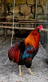 Coppia Araucana frumento