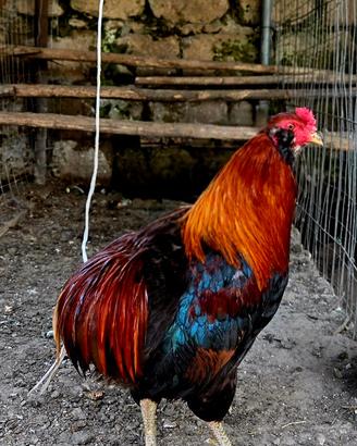 Coppia Araucana frumento