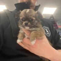 Cucciolo di chihuahua a pelo lungo