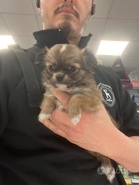 Cucciolo di chihuahua a pelo lungo