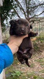 Labrador cuccioli cioccolato pedigree Enci