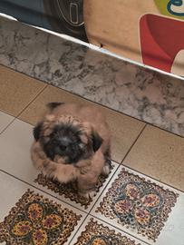 Cucciola taglia piccola