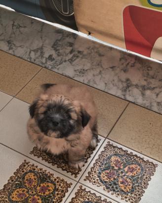 Cucciola taglia piccola