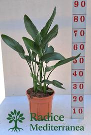 Sterlizia Regina - Vaso 22