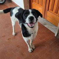 Piccolo principe?