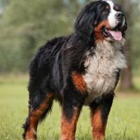 Bovaro del bernese per cucciolate