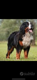 Bovaro del bernese per cucciolate