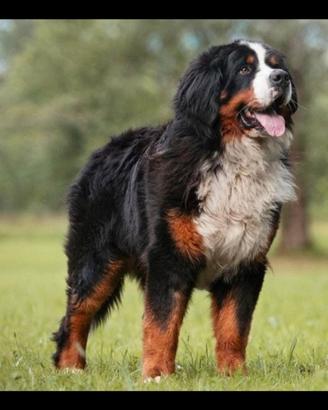 Bovaro del bernese per cucciolate