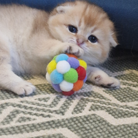 Cuccioli scottish fold e straight