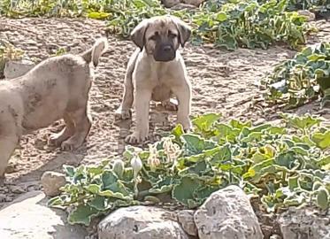 Cucciolo Kangal
