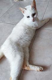 Gatta bianca 