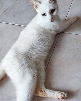Gatta bianca 