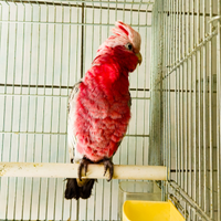 Cacatua ROSEICAPILLA allevato a mano