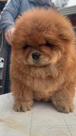 Chow chow femmina rossa