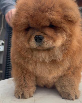 Chow chow femmina rossa