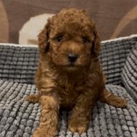 Barboncino Toy Red maschio