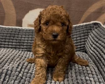 Barboncino Toy Red maschio