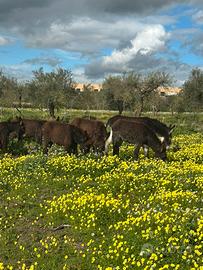 Asini
