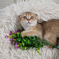 Scottish fold/straight golden PEDIGREE