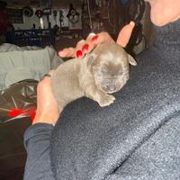 7 Cuccioli Cane Corso puro-provincia di Roma