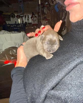 7 Cuccioli Cane Corso puro-provincia di Roma