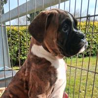 Boxer cuccioli