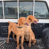 Coppia di segugi maremmani per caccia al cinghiale