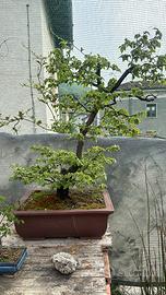 Bonsai possibile spedizione