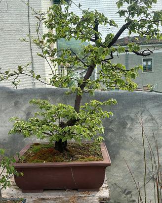 Bonsai possibile spedizione
