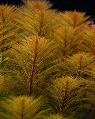 Myriophyllum Red streaming