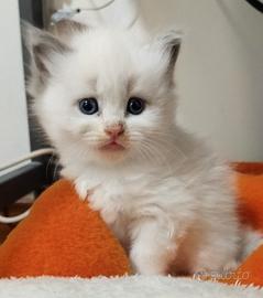 Cucciola Ragdoll Jisoo