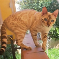 Gattina Bengala Lynx