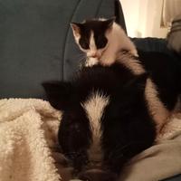 Gattini chiacchieroni