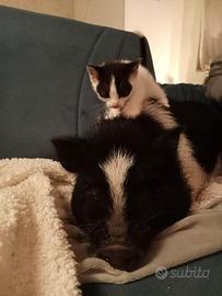 Gattini chiacchieroni