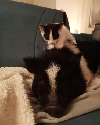 Gattini chiacchieroni