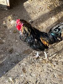 Gallo - Galletto 