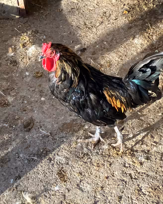 Gallo - Galletto 