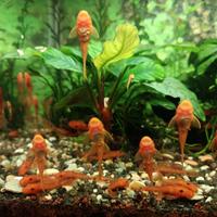 Ancistrus Red pesci pulitori 3 mesi